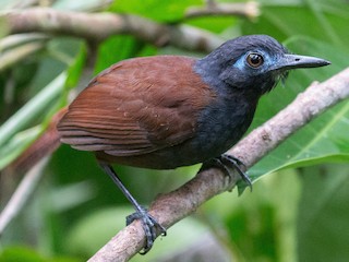  - Chestnut-backed Antbird