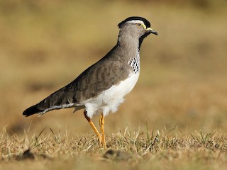  - Spot-breasted Lapwing