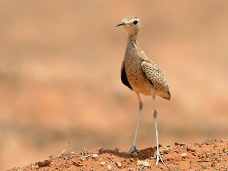  - Somali Courser