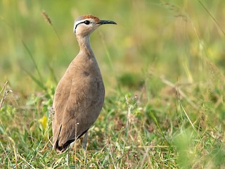  - Somali Courser