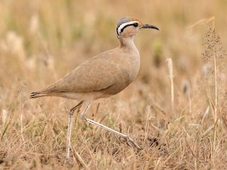  - Somali Courser