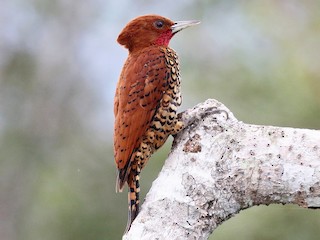  - Cinnamon Woodpecker