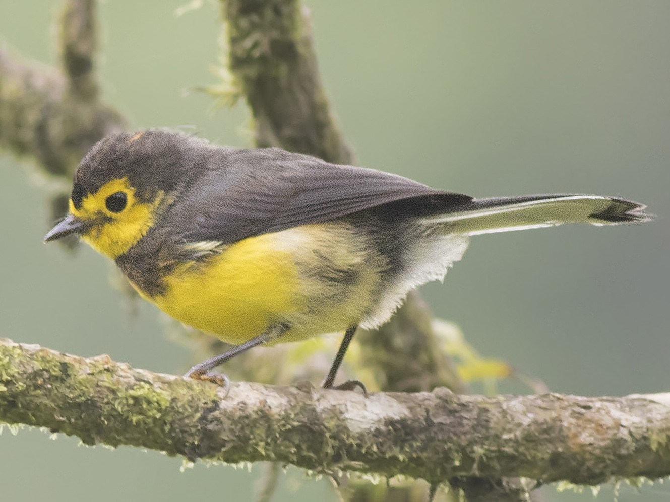 Collared Redstart - Guillermo  Saborío Vega