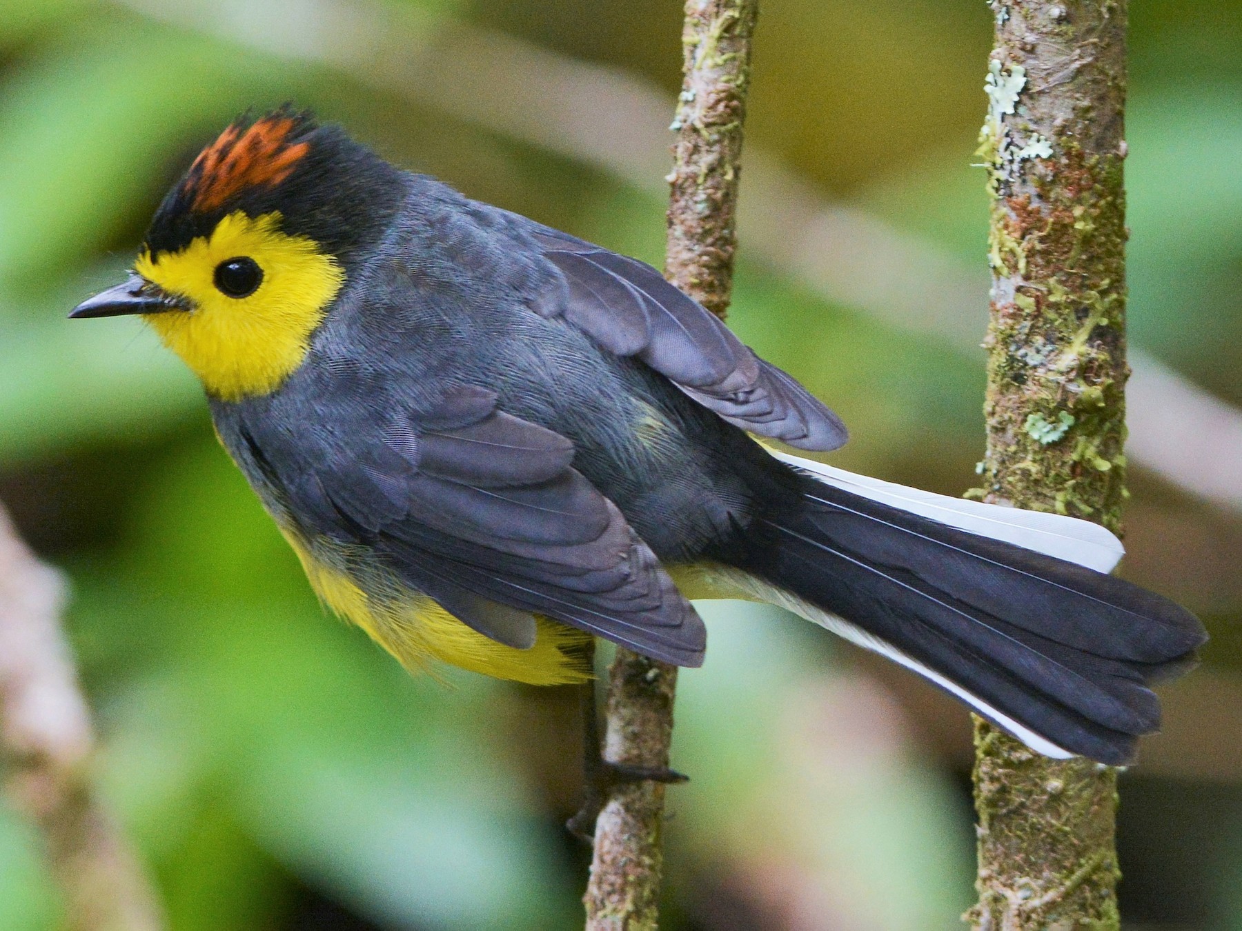 Collared Redstart - David Hollie