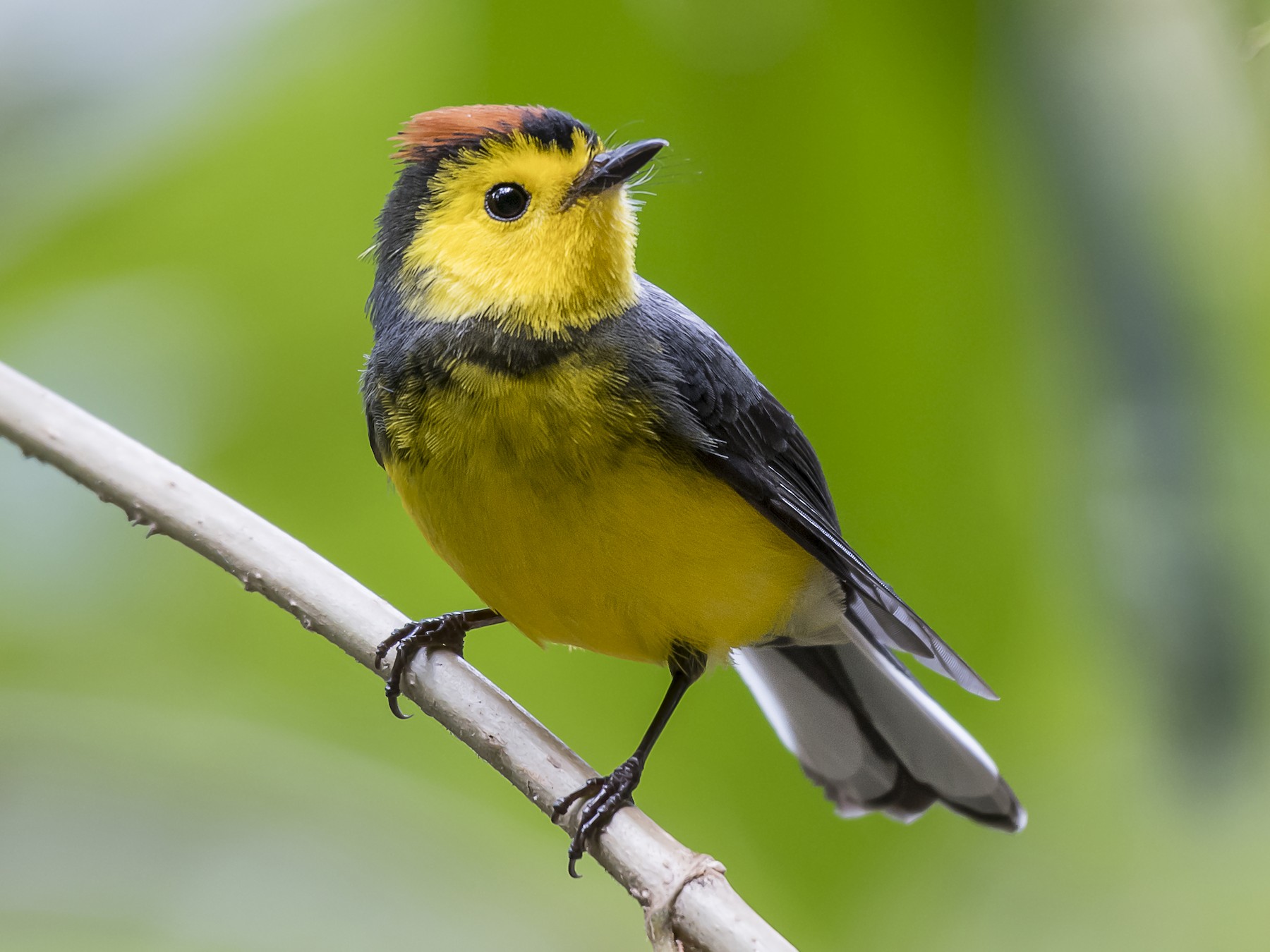 Collared Redstart - fernando Burgalin Sequeria