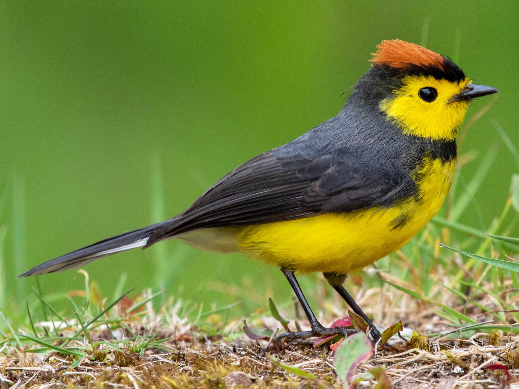 Collared Redstart - Michelle Martin