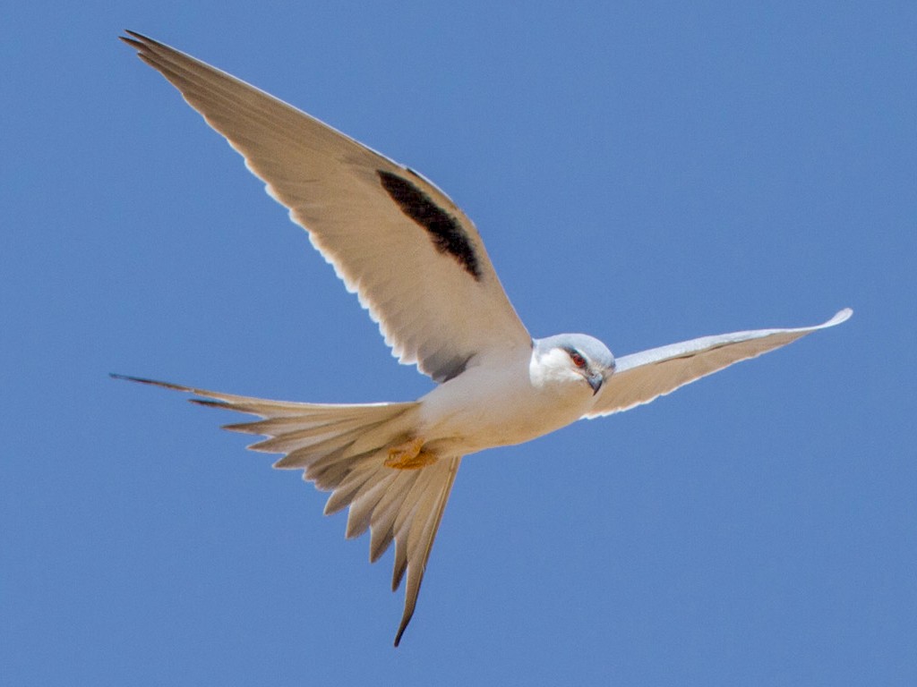 Scissortailed Kite eBird
