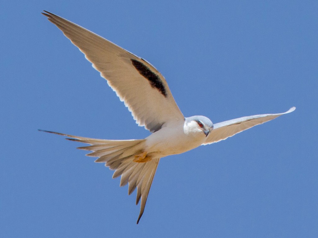 Scissor-tailed Kite - Lars Petersson