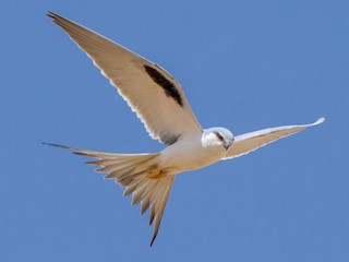  - Scissor-tailed Kite