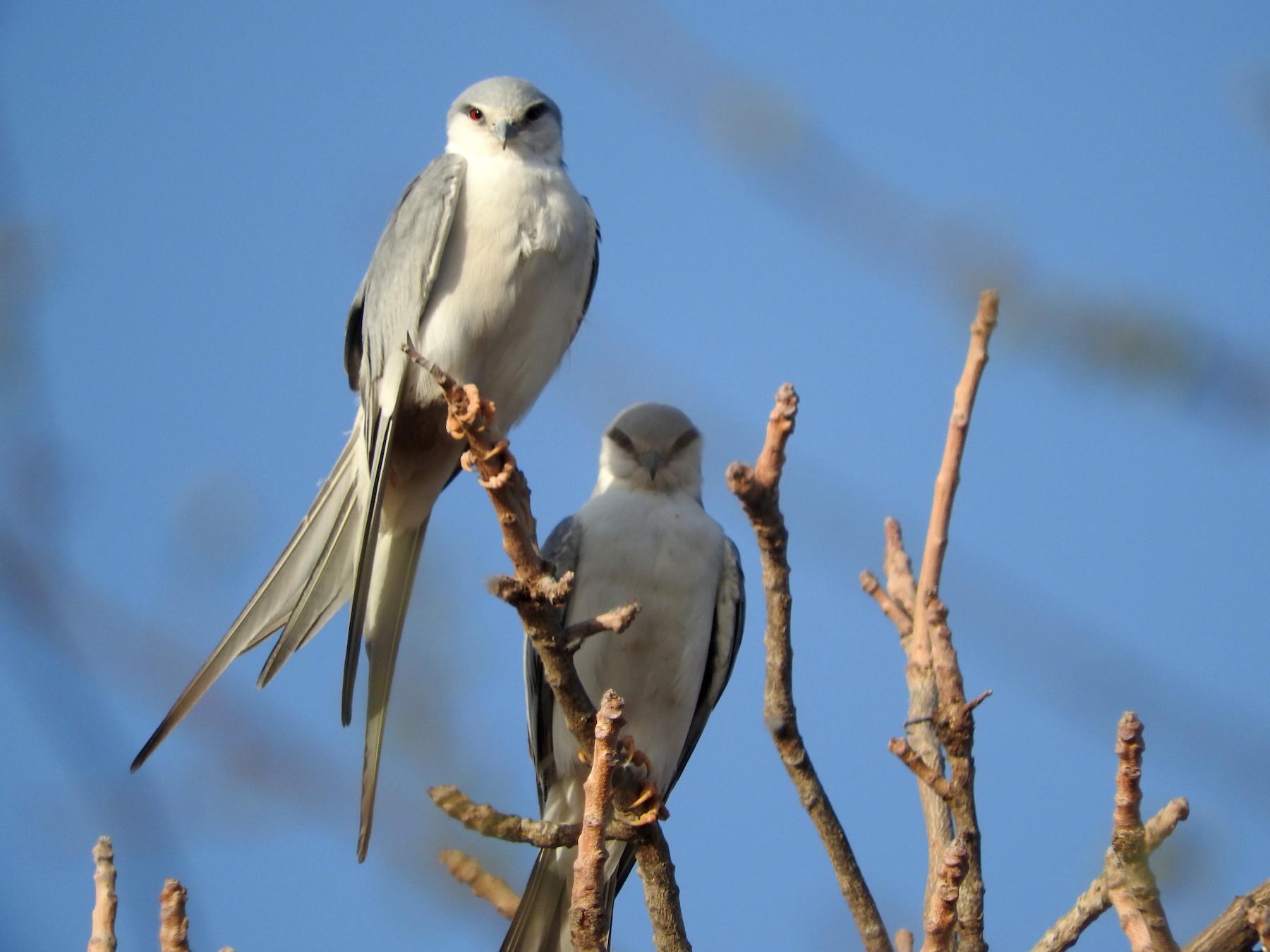 Scissortailed Kite eBird