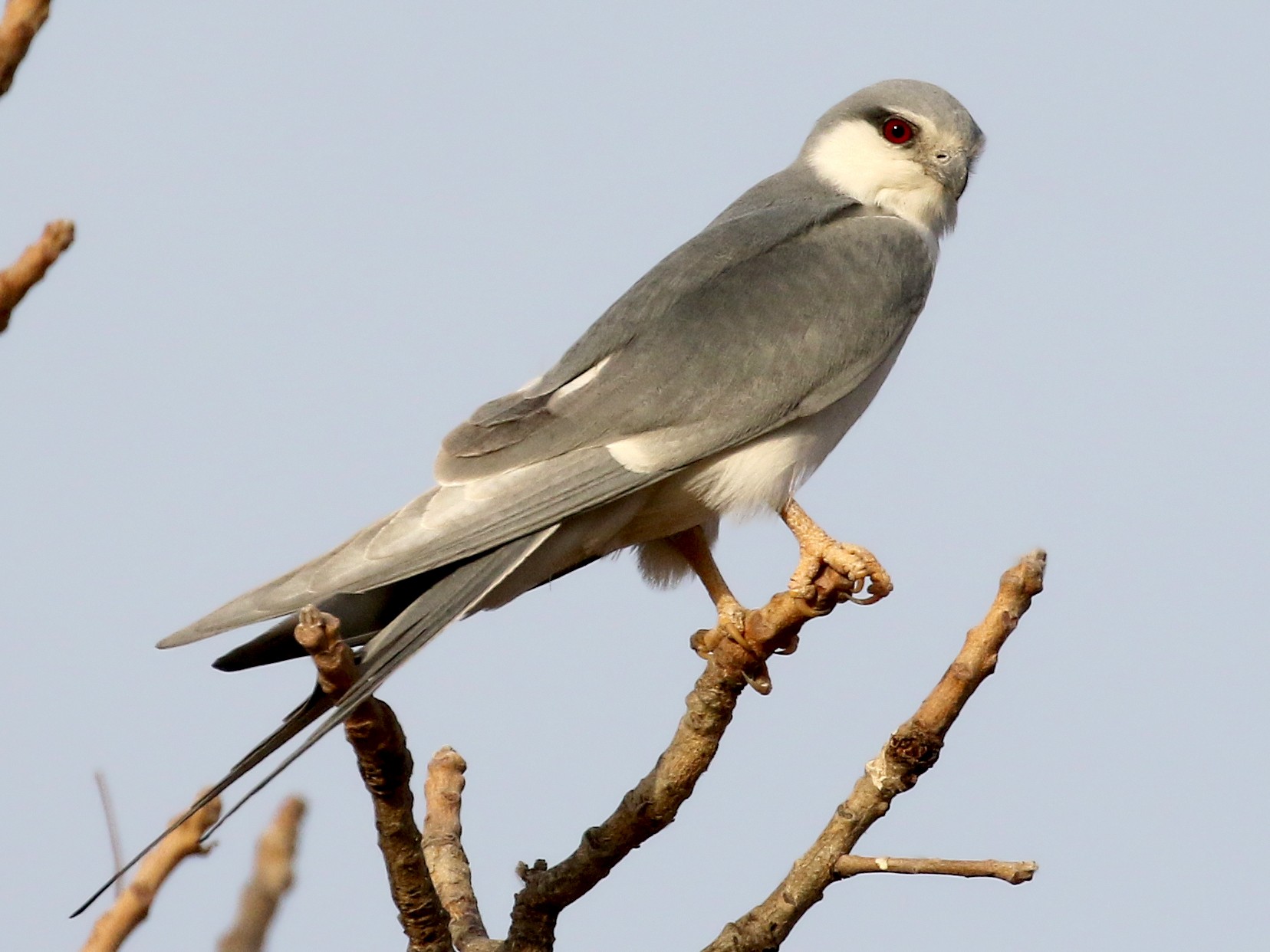 Scissor-tailed Kite - Jay McGowan