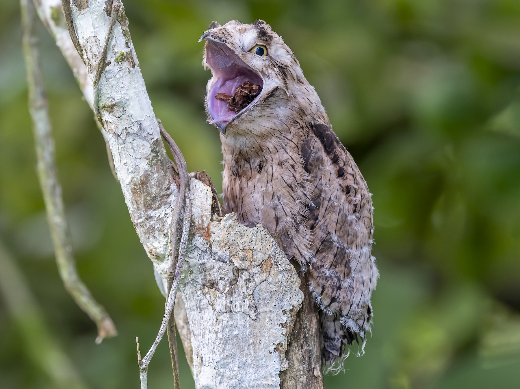 Common Potoo - fernando Burgalin Sequeria