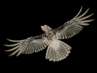 ヨタカの剥製 ハイイロタチヨタカ - eBird