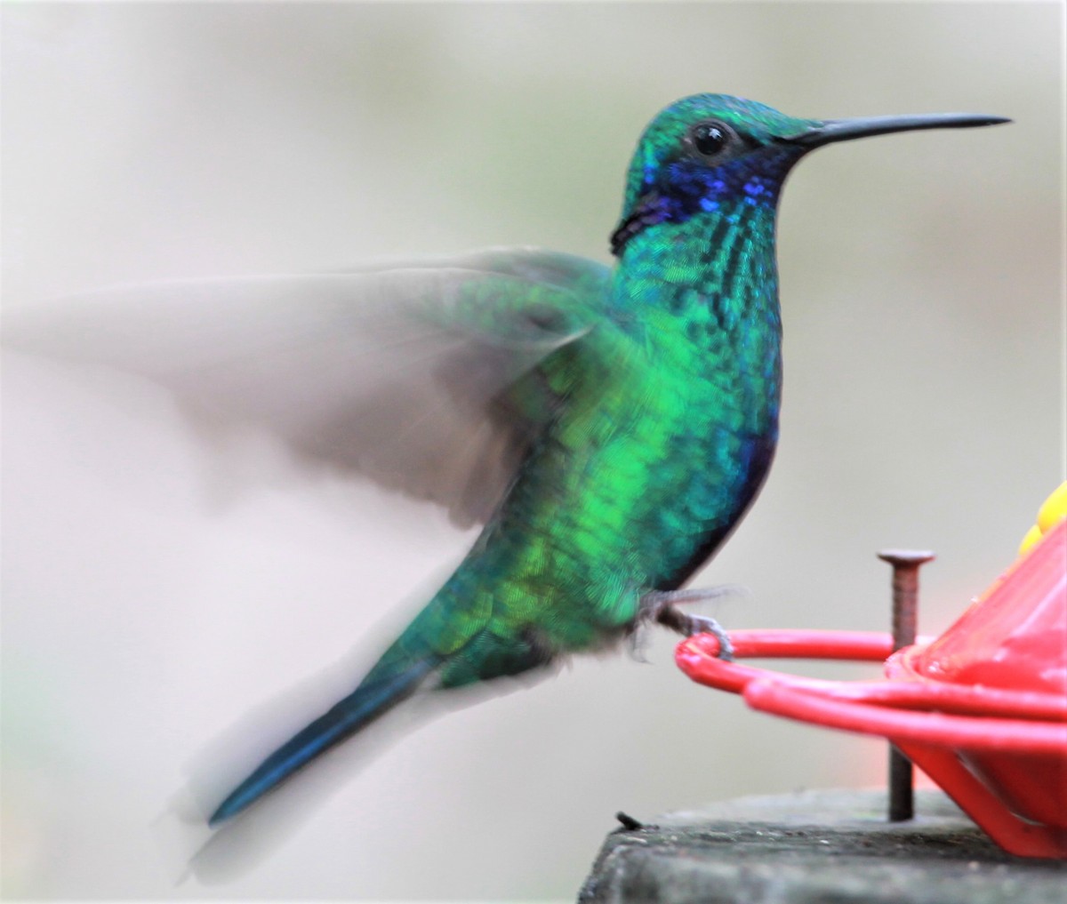 kolibřík modrolící - ML245049701