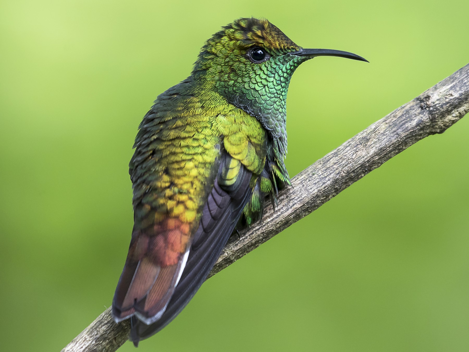 Coppery-headed Emerald - eBird