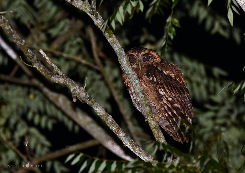 Long-tufted Screech-Owl - ML245050631