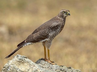 Eastern Chanting Goshawk - eBird