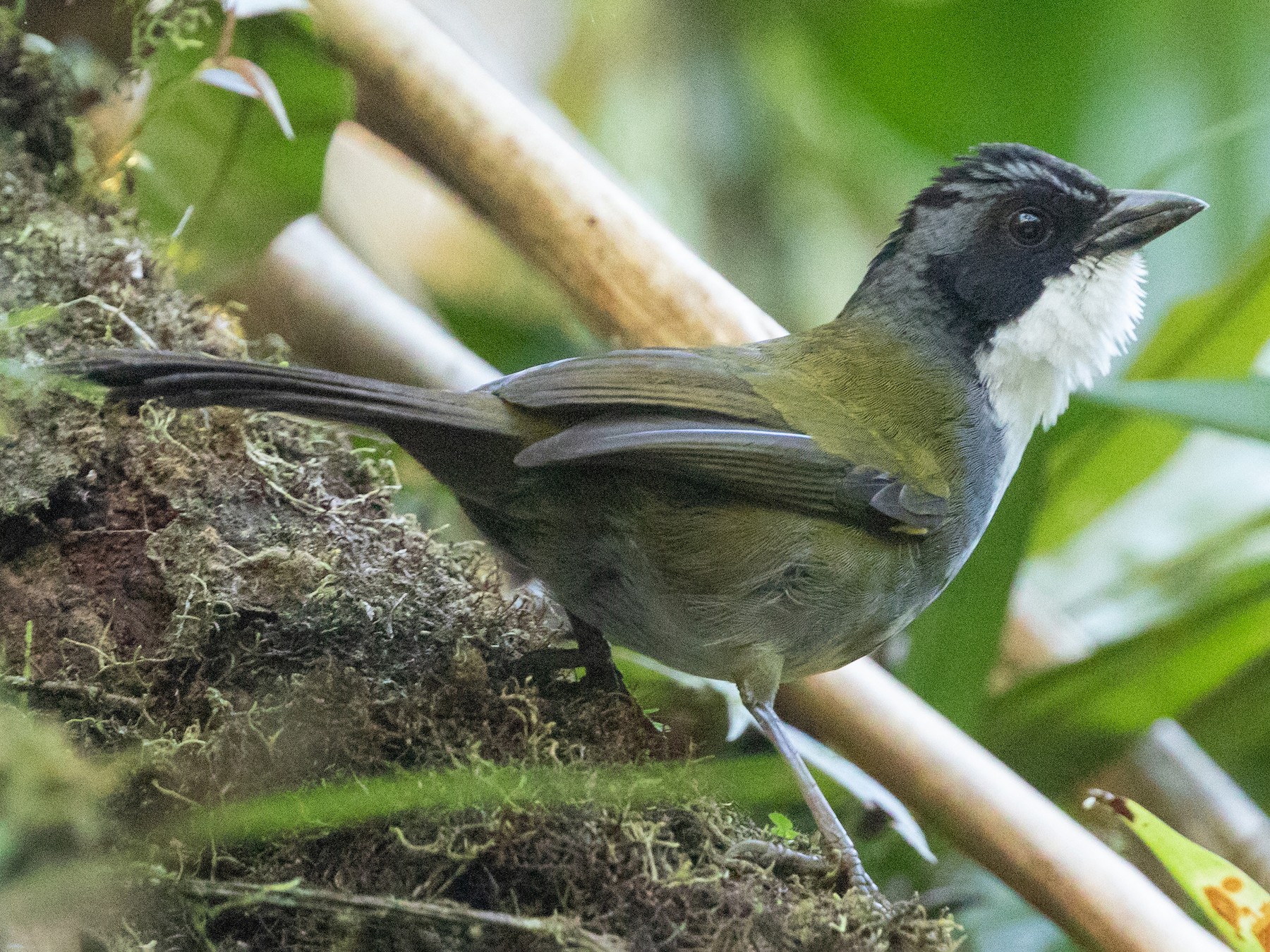 Costa Rican Brushfinch - Cory Gregory