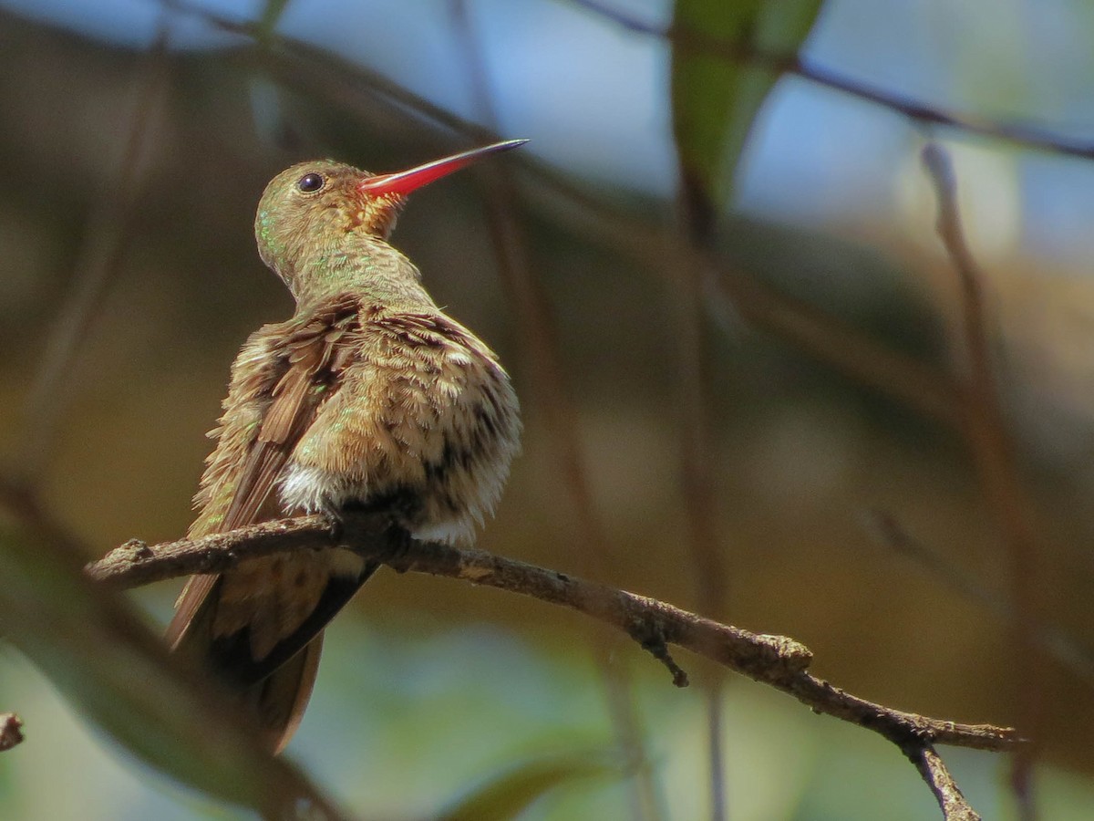 Gilded Hummingbird - ML245051821