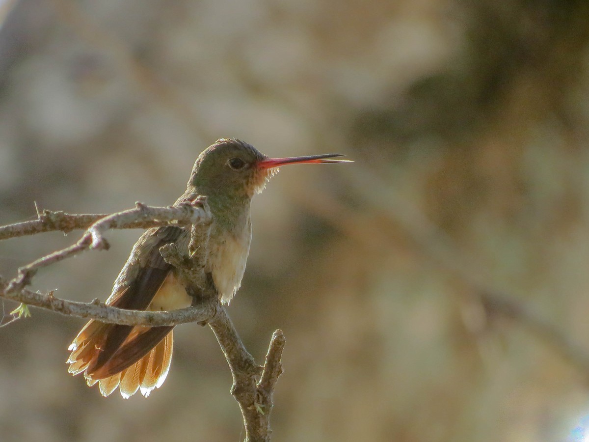 Gilded Hummingbird - ML245052071