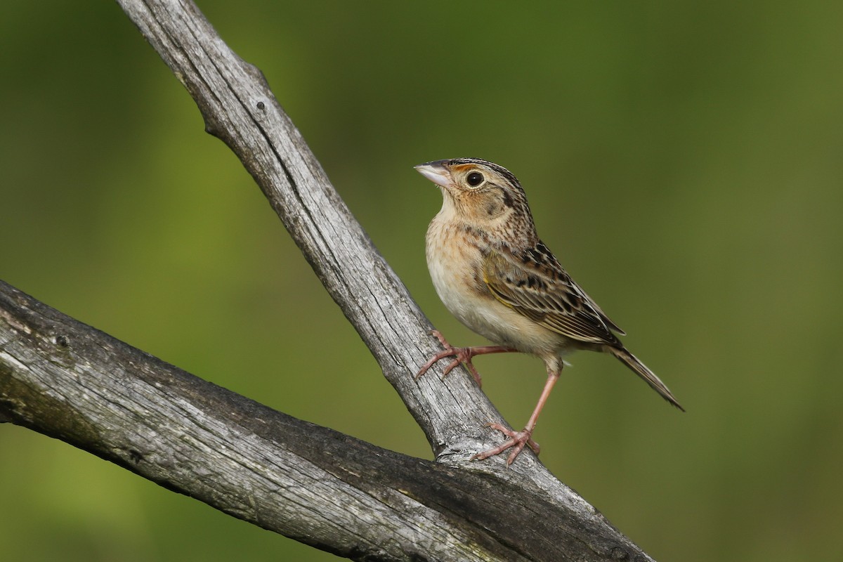 Grasshopper Sparrow - ML245052771