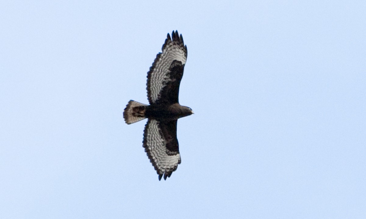 Red-tailed Hawk (calurus/abieticola) - ML245052941