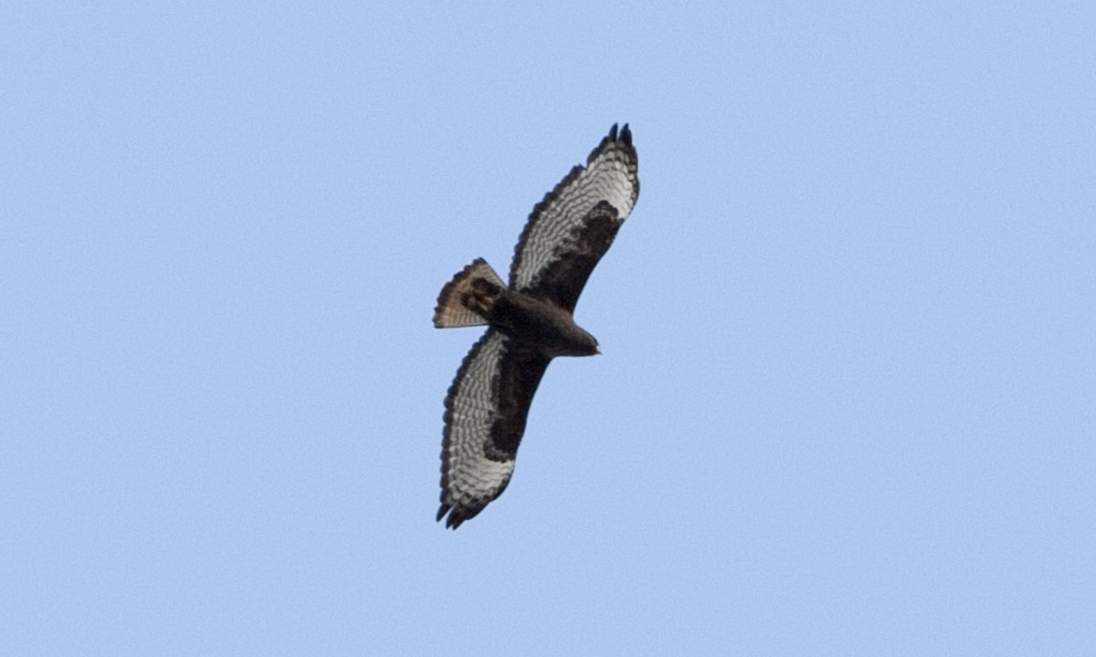 Red-tailed Hawk (calurus/abieticola) - ML245052981
