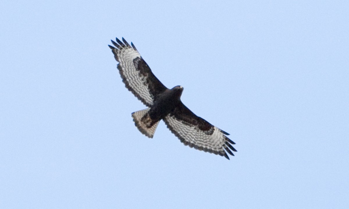Red-tailed Hawk (calurus/abieticola) - ML245052991