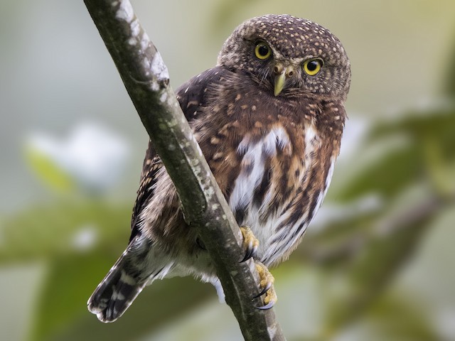  - Costa Rican Pygmy-Owl - 