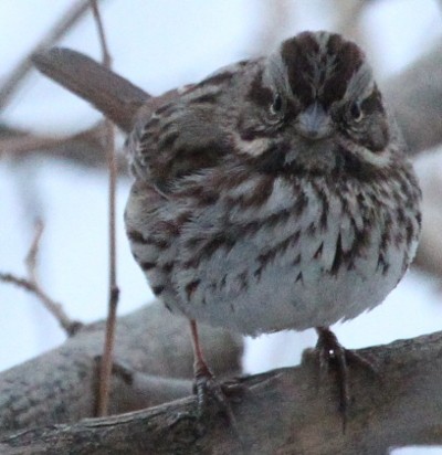 Song Sparrow - sicloot