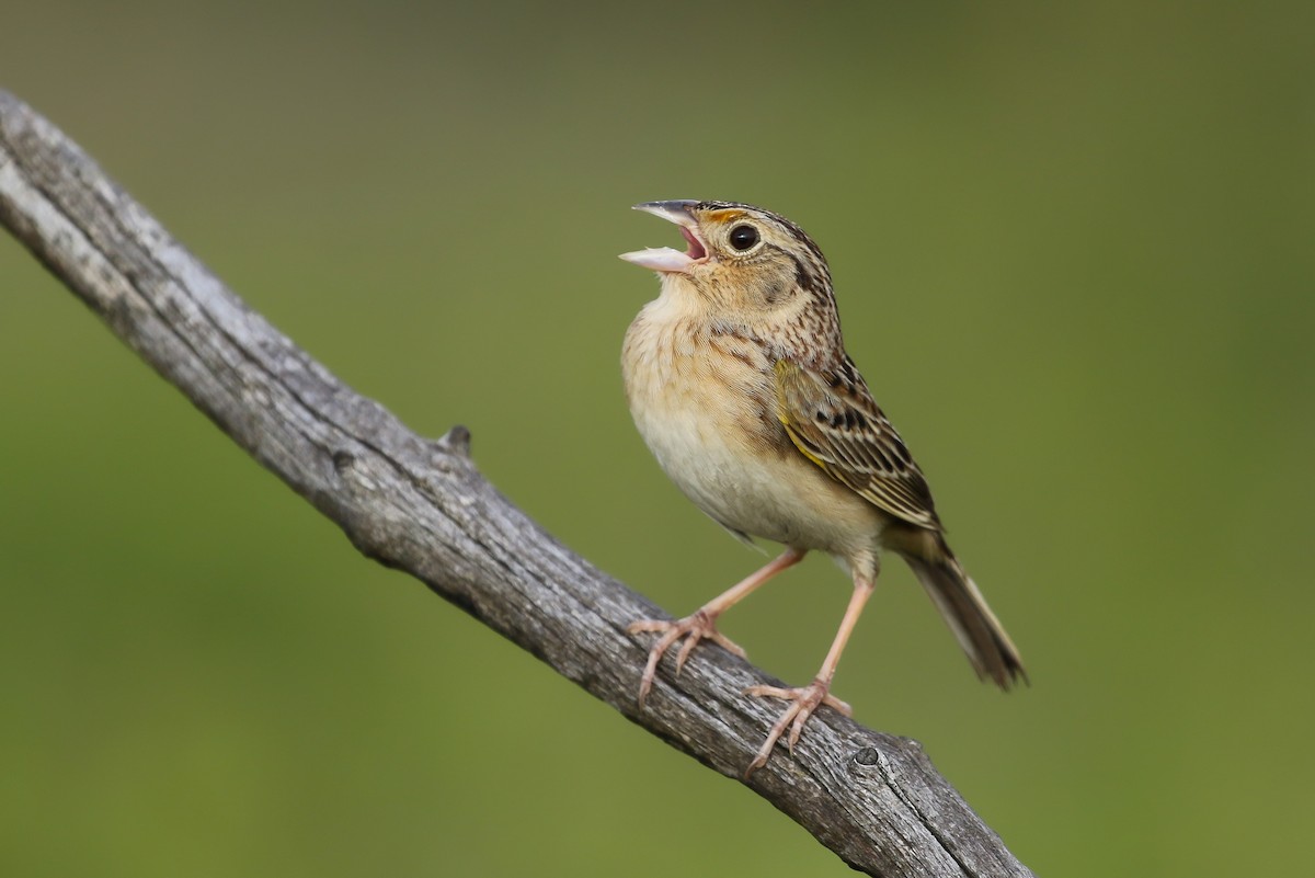 Grasshopper Sparrow - ML245054631