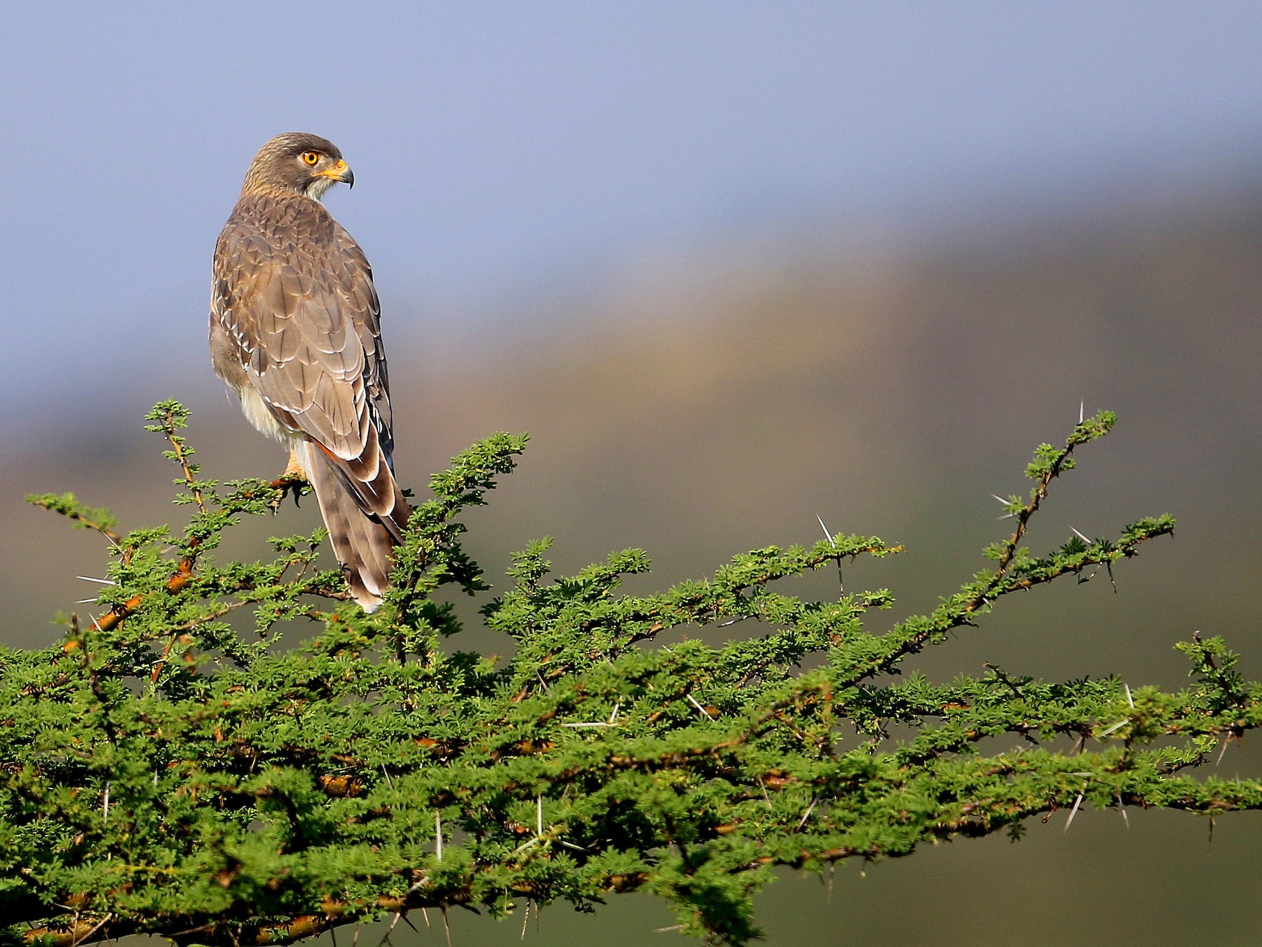 Grasshopper Buzzard - eBird