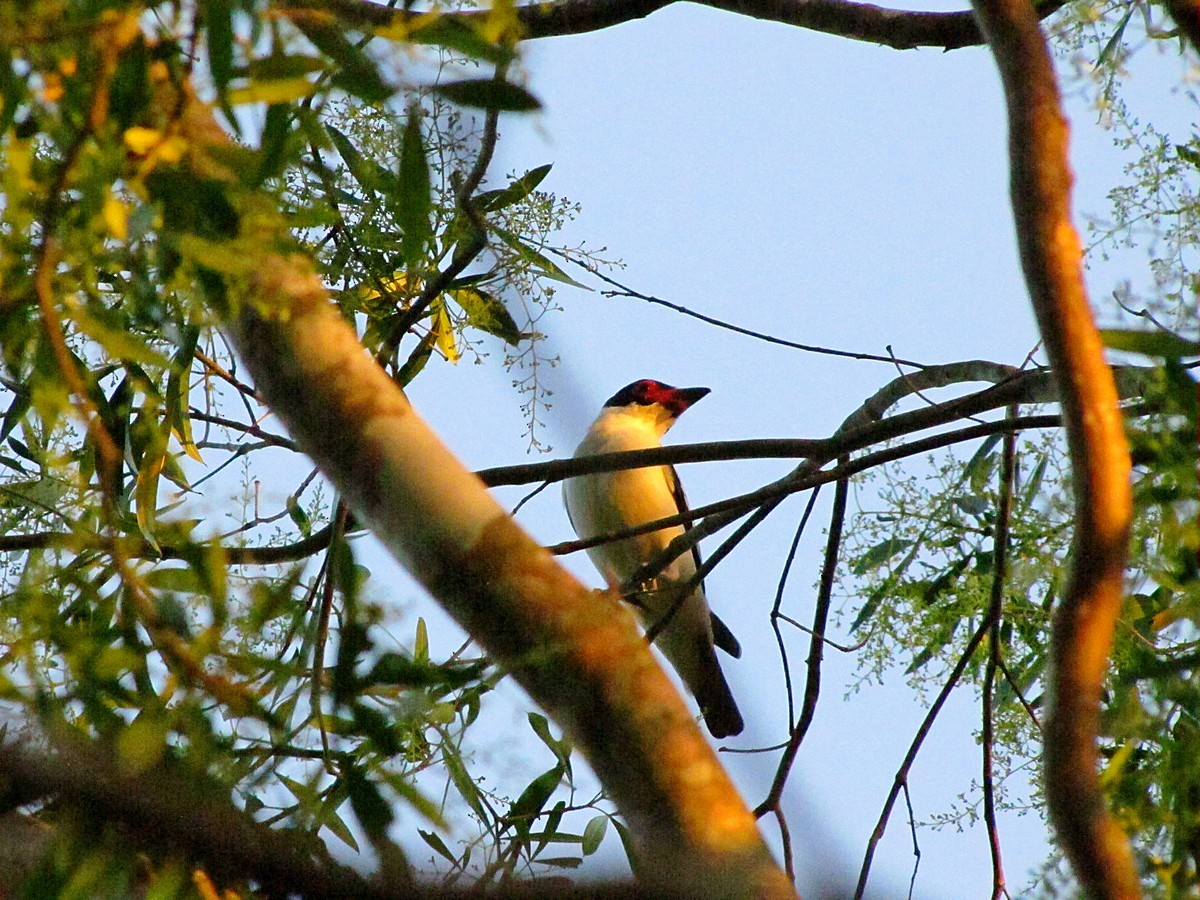Black-tailed Tityra - Carlos Agulian