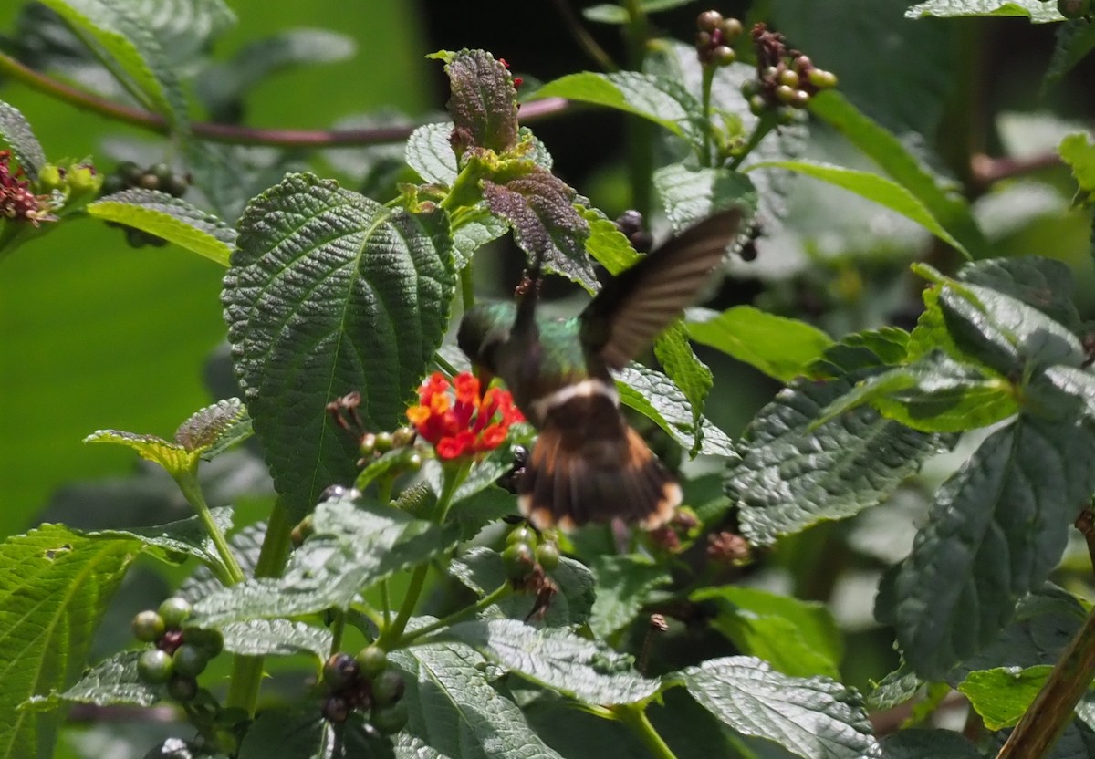 Frilled Coquette - ML245059891