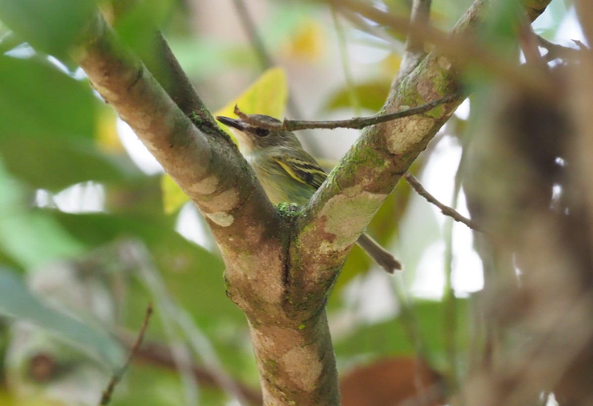 Smoky-fronted Tody-Flycatcher - ML245060331