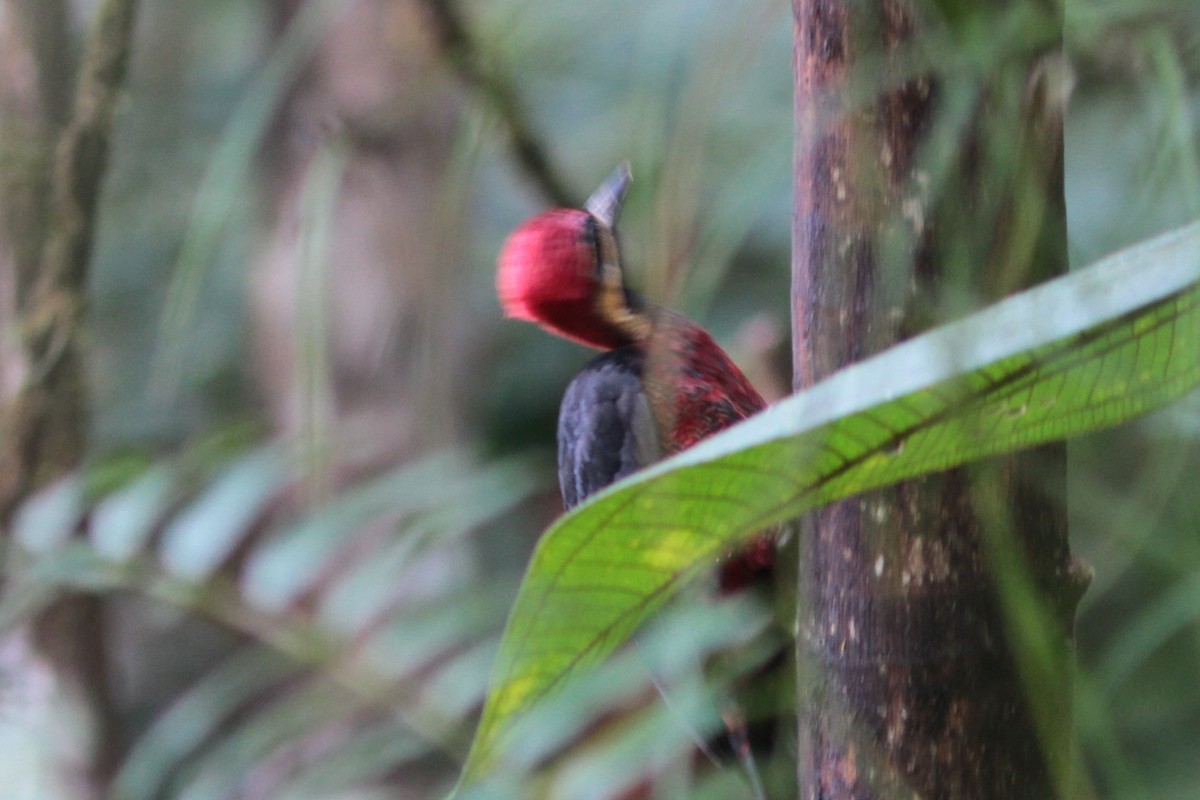 Crimson-bellied Woodpecker - Jurgen Beckers