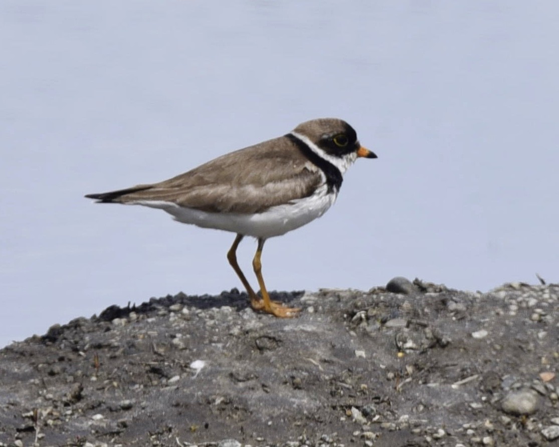 Semipalmated Plover - ML245061801