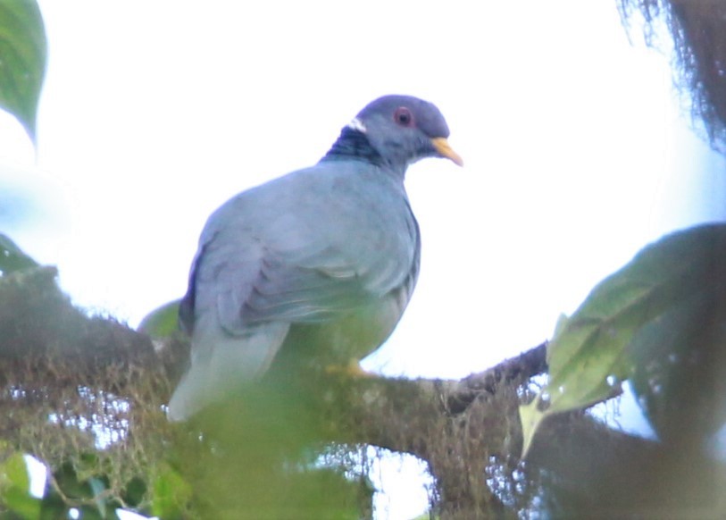 Band-tailed Pigeon - ML245065221