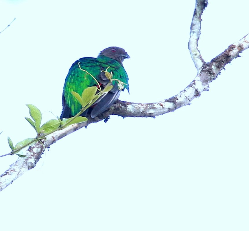 Crested Quetzal - ML245065661