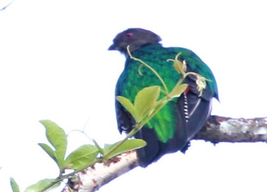 Crested Quetzal - ML245065721