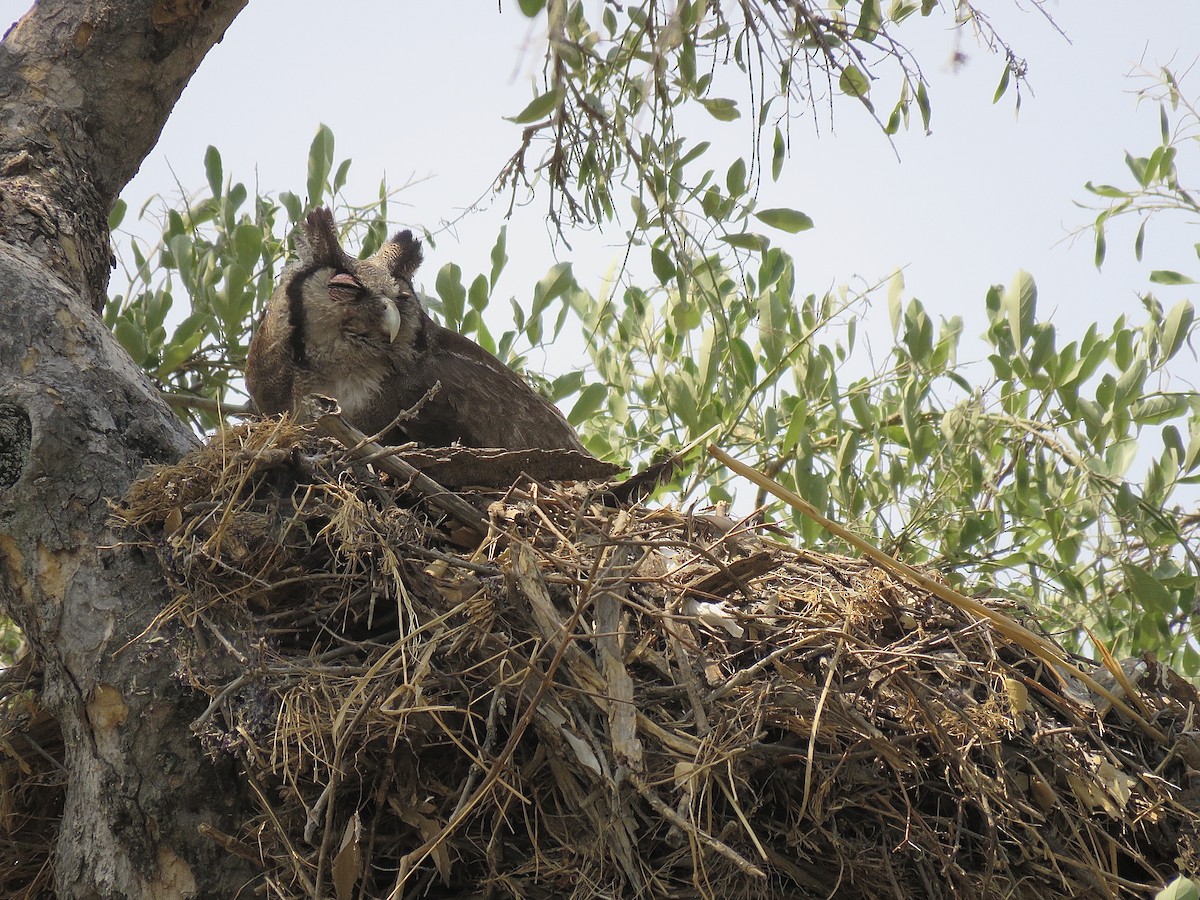 Verreaux's Eagle-Owl - Howard Laidlaw