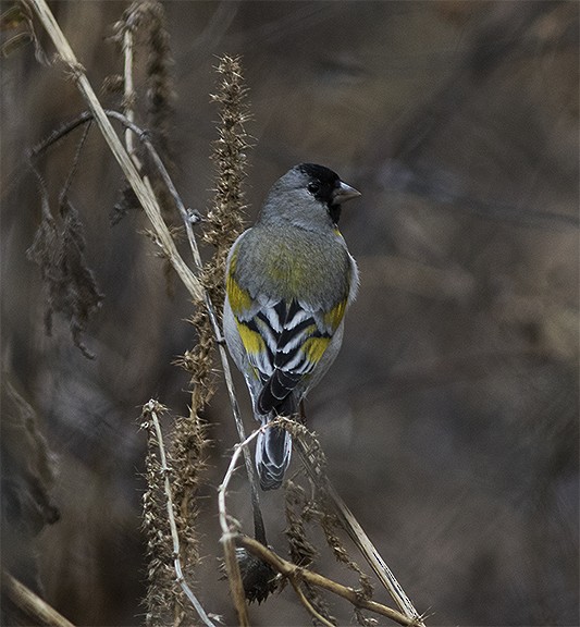 Lawrence's Goldfinch - ML245072331