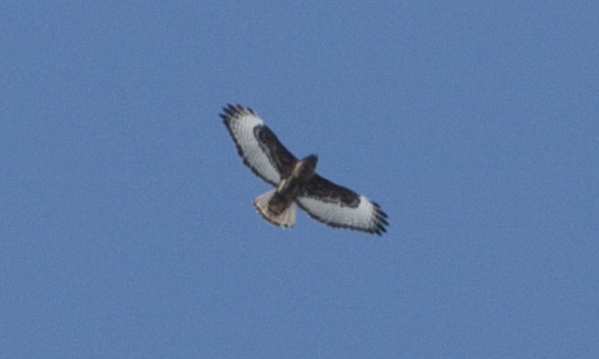 Red-tailed Hawk (calurus/abieticola) - ML245074131