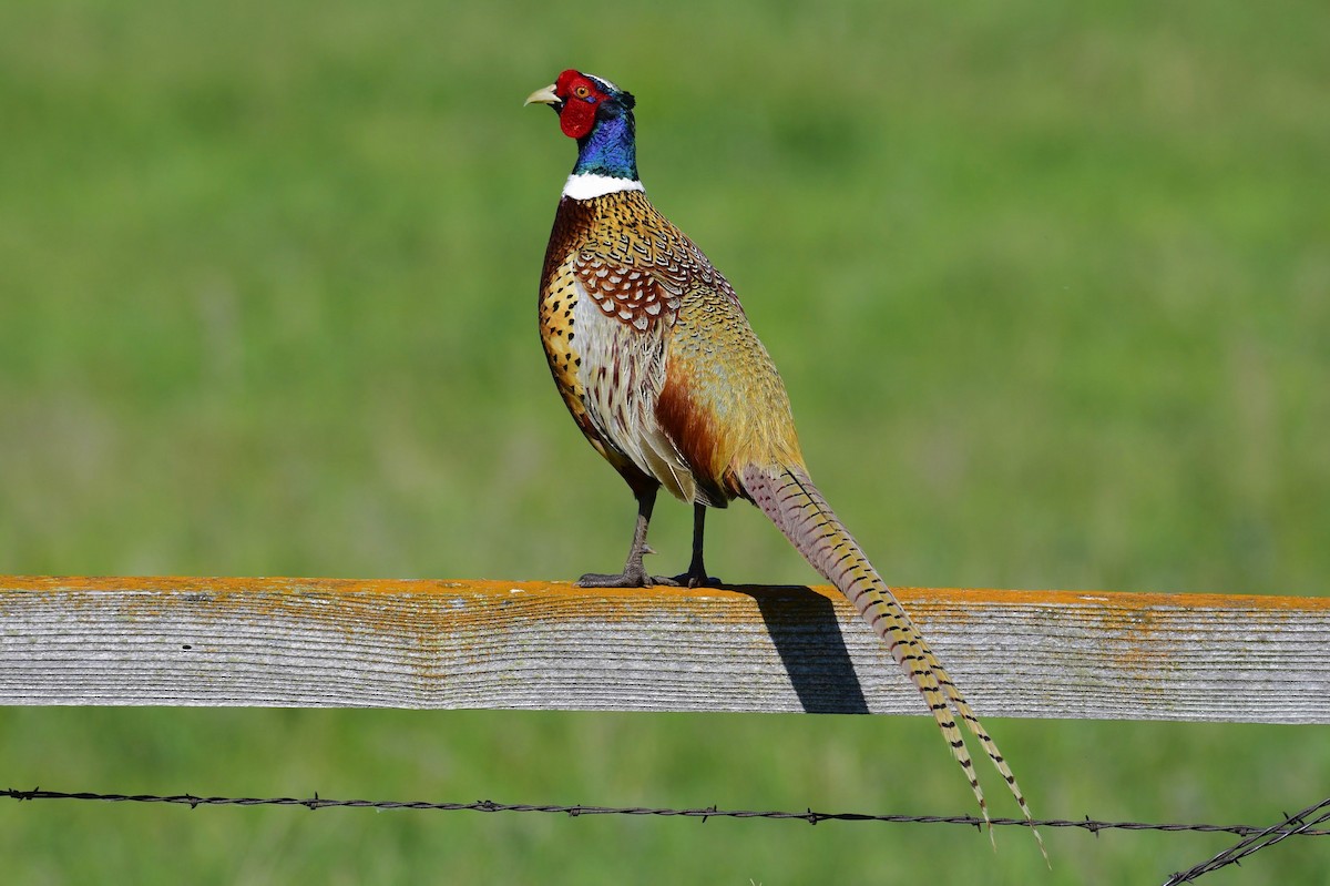Ring-necked Pheasant - David de Rivera Tønnessen