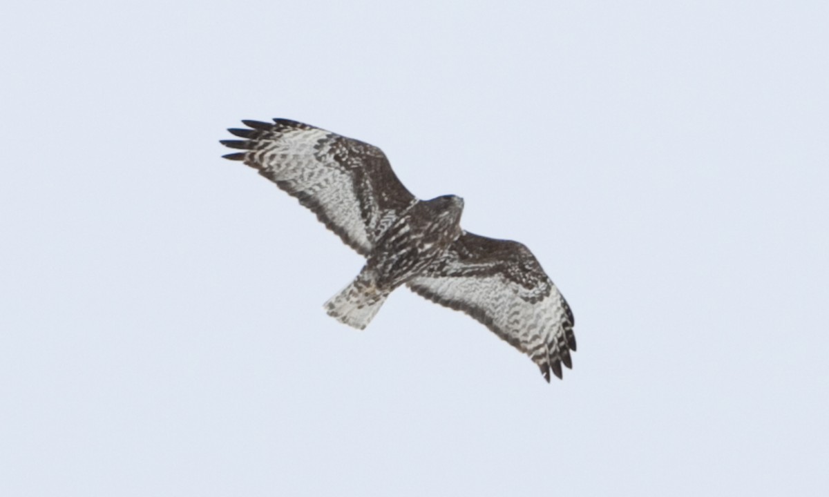 Red-tailed Hawk (Harlan's) - ML245074551