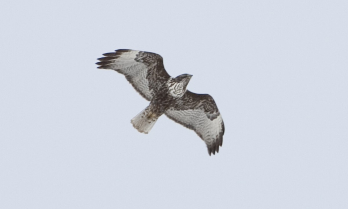 Red-tailed Hawk (Harlan's) - ML245074561
