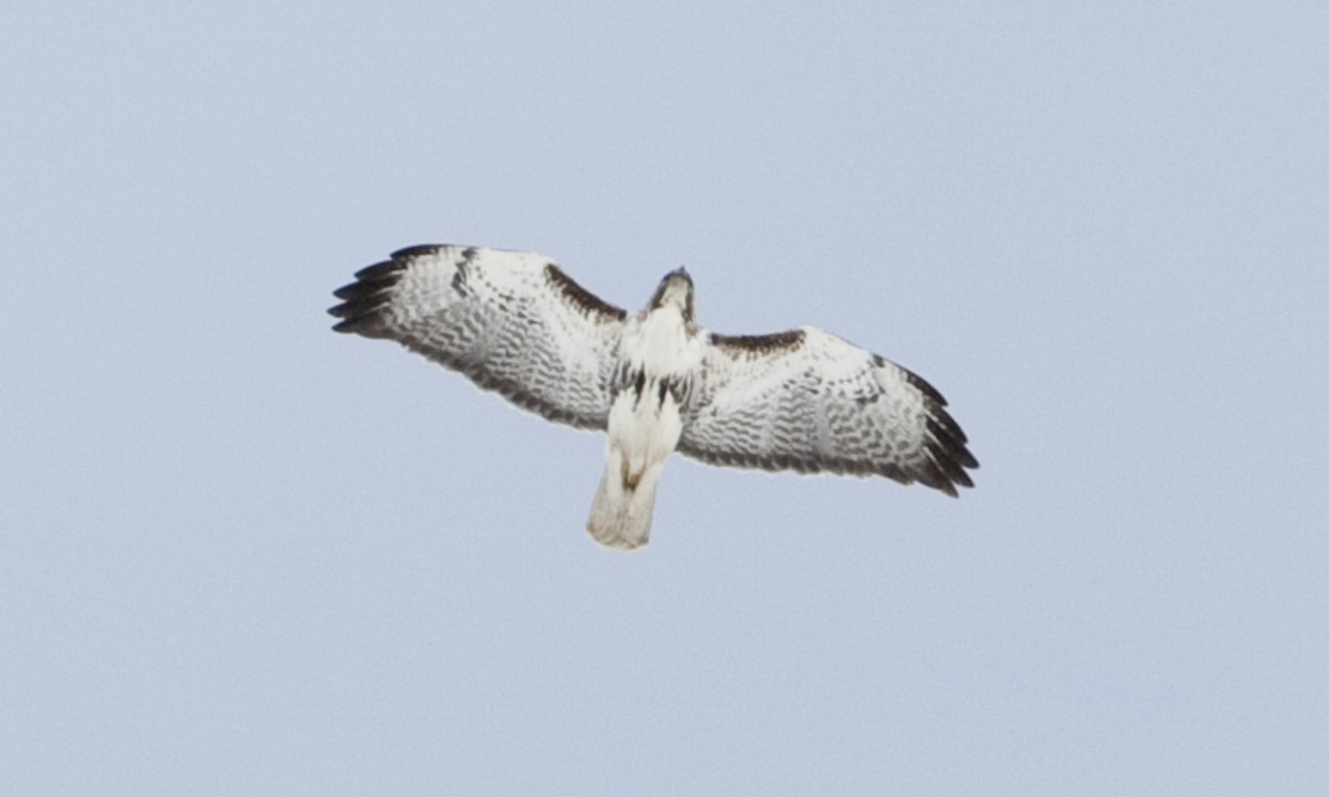 Red-tailed Hawk (Harlan's) - ML245074571