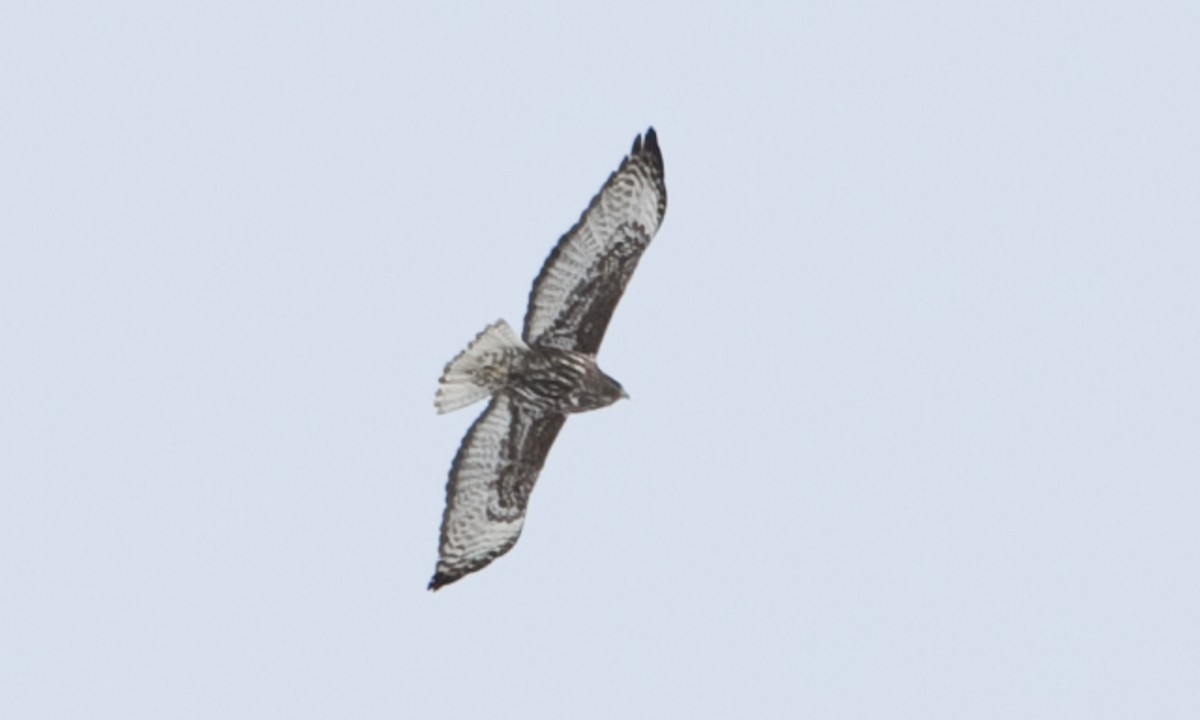 Red-tailed Hawk (Harlan's) - ML245074591