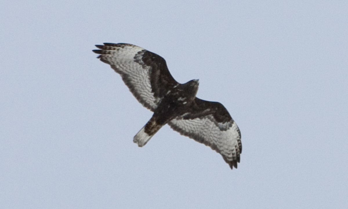 Red-tailed Hawk (Harlan's) - ML245074621
