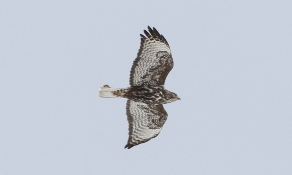Red-tailed Hawk (Harlan's) - ML245074631